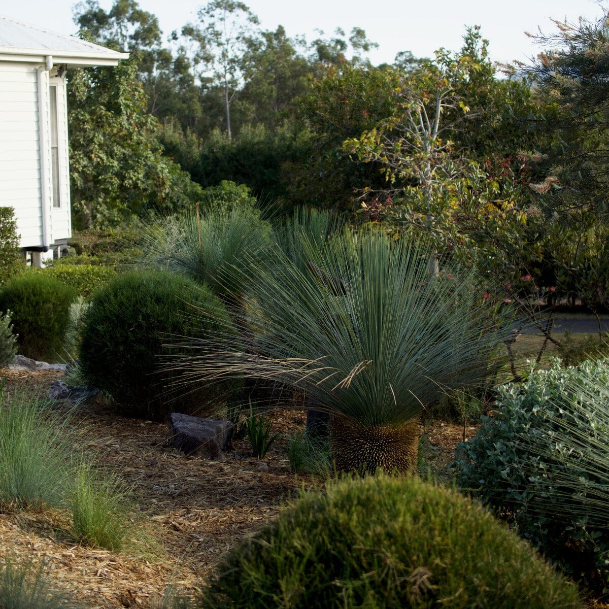 Casuarina 'Green Wave' Brookfield Gardens 