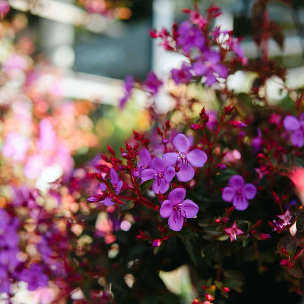 Centradenia inaequilateralis 'Cascade'