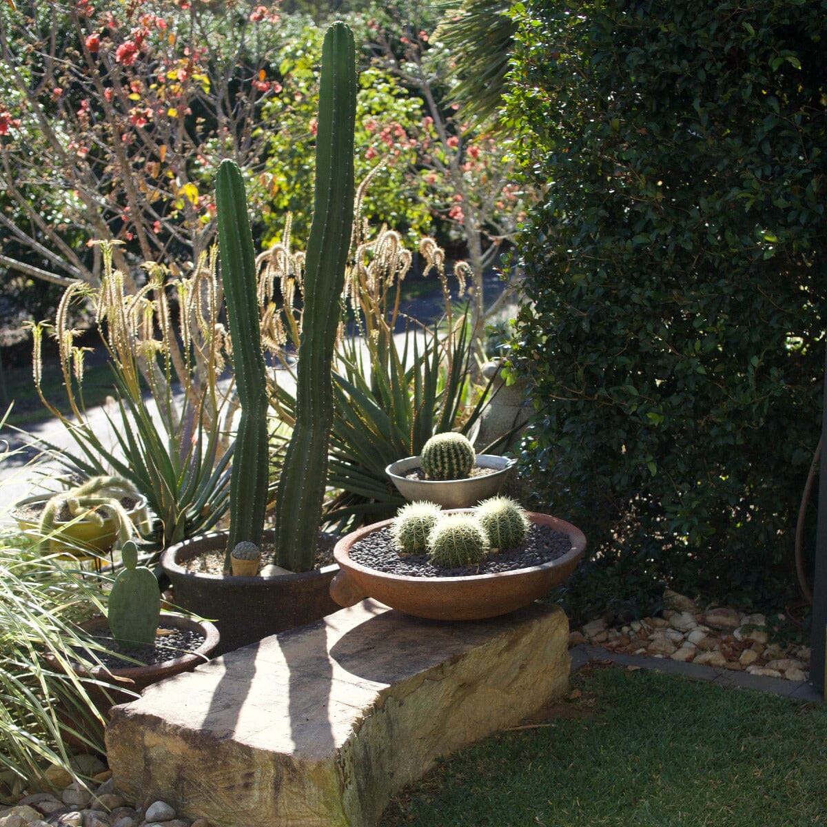 Cereus Cactus Brookfield Gardens 