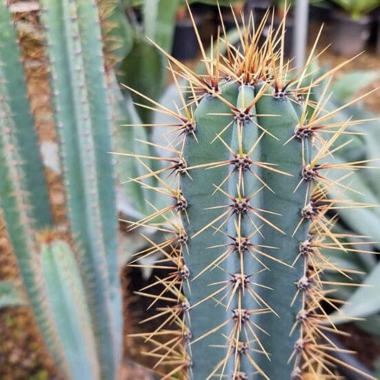 Cereus Cactus Brookfield Gardens 