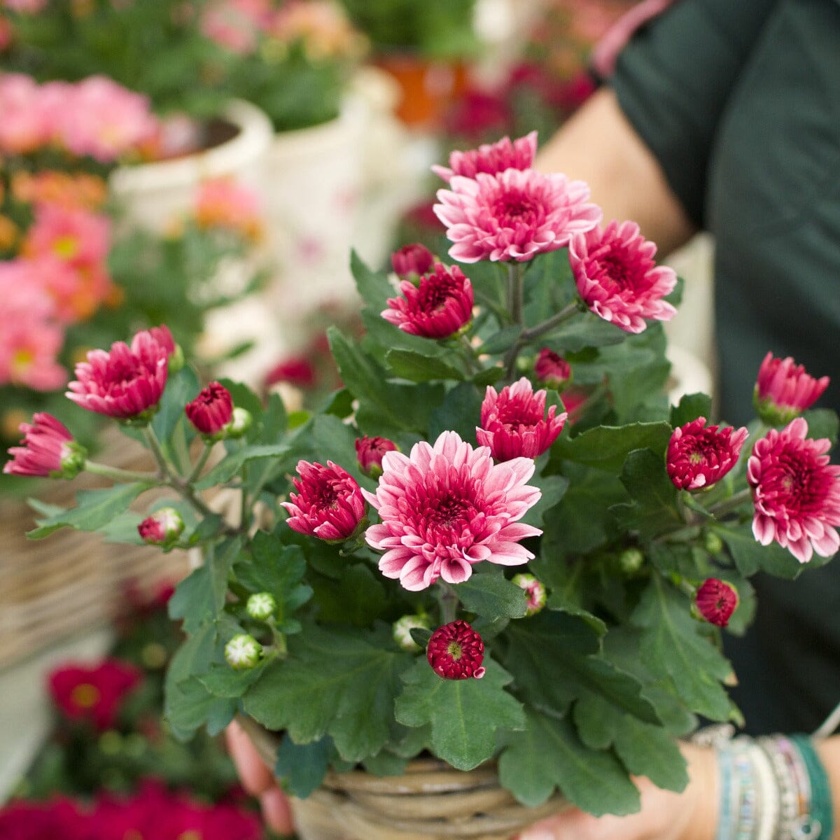 Chrysanthemum in Basket Hampers Brookfield Gardens 