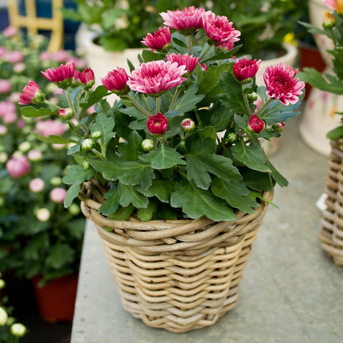 Chrysanthemum in Basket Hampers Brookfield Gardens 