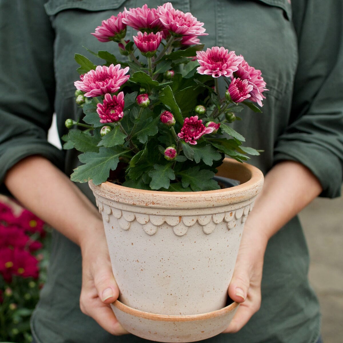 Chrysanthemum in Berg Kobenhavner Pot Hampers Brookfield Gardens 