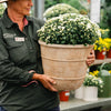 Chrysanthemum in Toulouse Pot Hampers Brookfield Gardens 