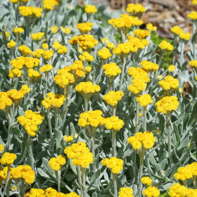 Chrysocephalum apiculatum, Yellow Buttons Natives incl trees Brookfield Gardens 