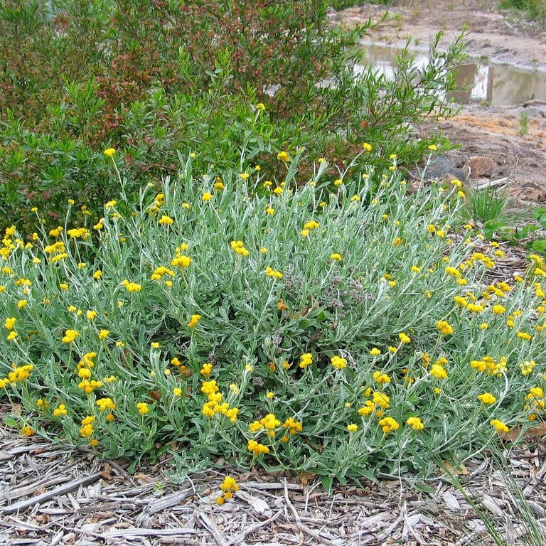 Chrysocephalum apiculatum, Yellow Buttons Natives incl trees Brookfield Gardens 