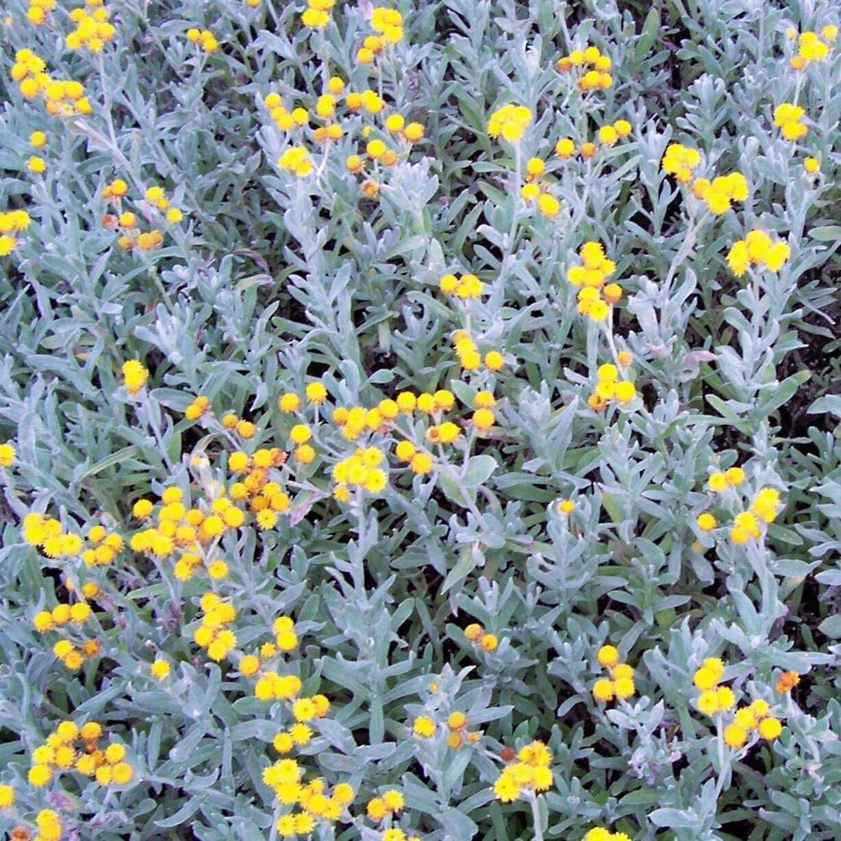 Chrysocephalum apiculatum, Yellow Buttons Natives incl trees Brookfield Gardens 