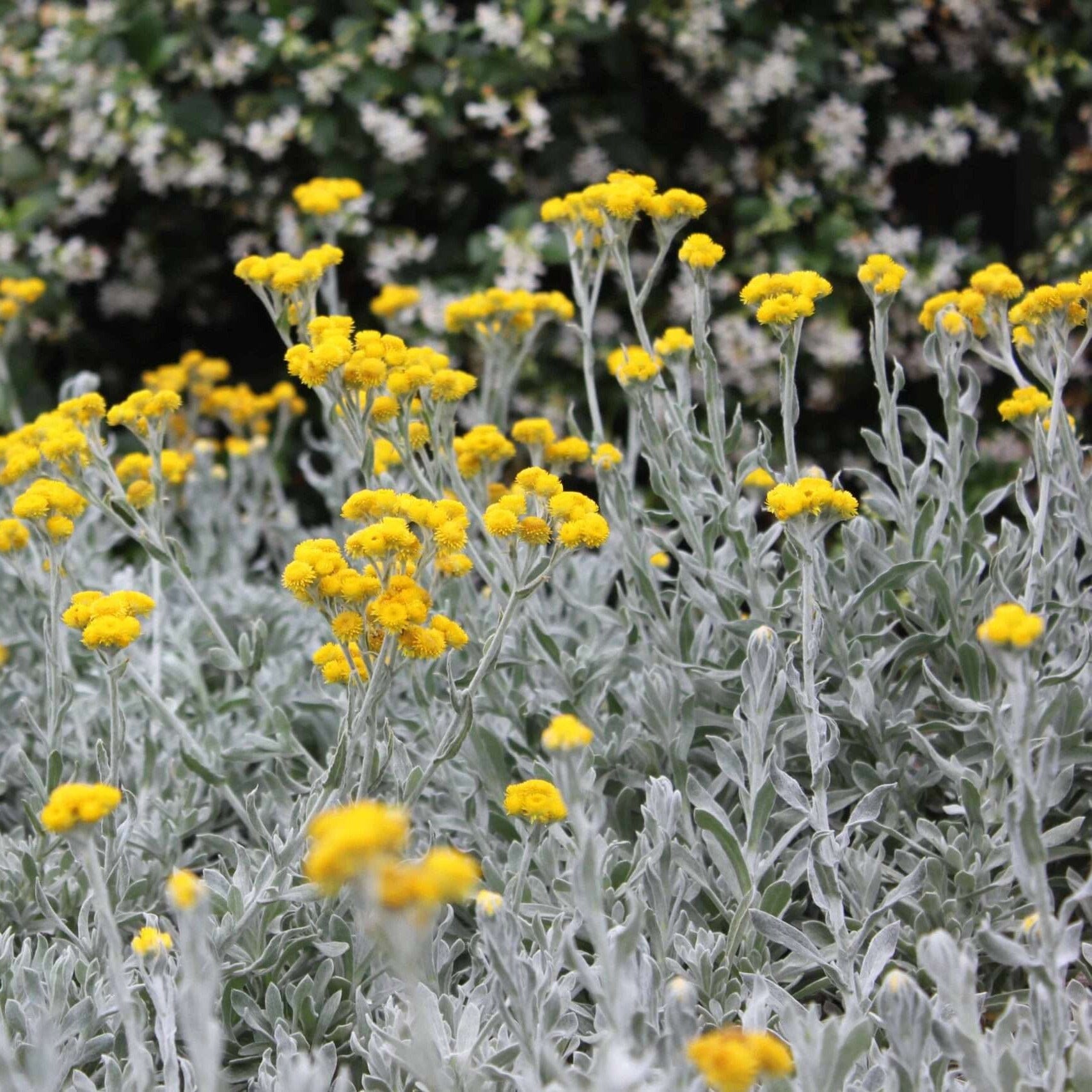 Chrysocephalum apiculatum, Yellow Buttons Natives incl trees Brookfield Gardens 