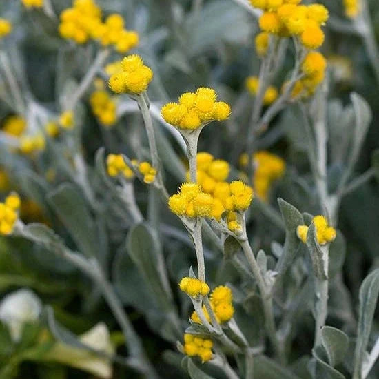 Chrysocephalum apiculatum, Yellow Buttons Natives incl trees Brookfield Gardens 