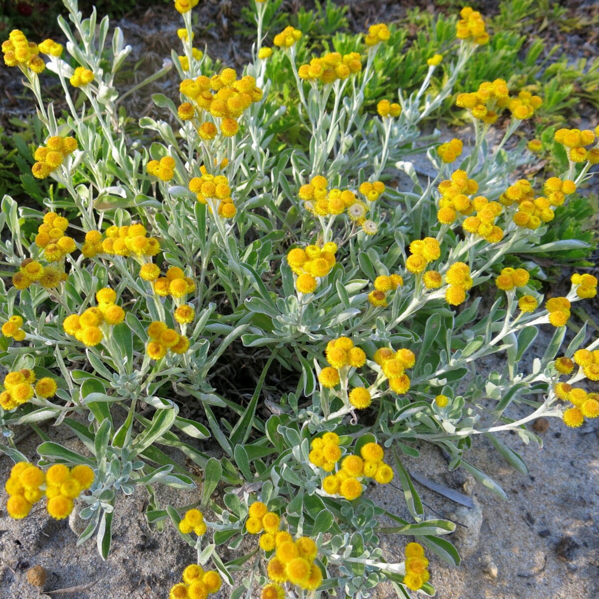 Chrysocephalum apiculatum, Yellow Buttons Natives incl trees Brookfield Gardens 