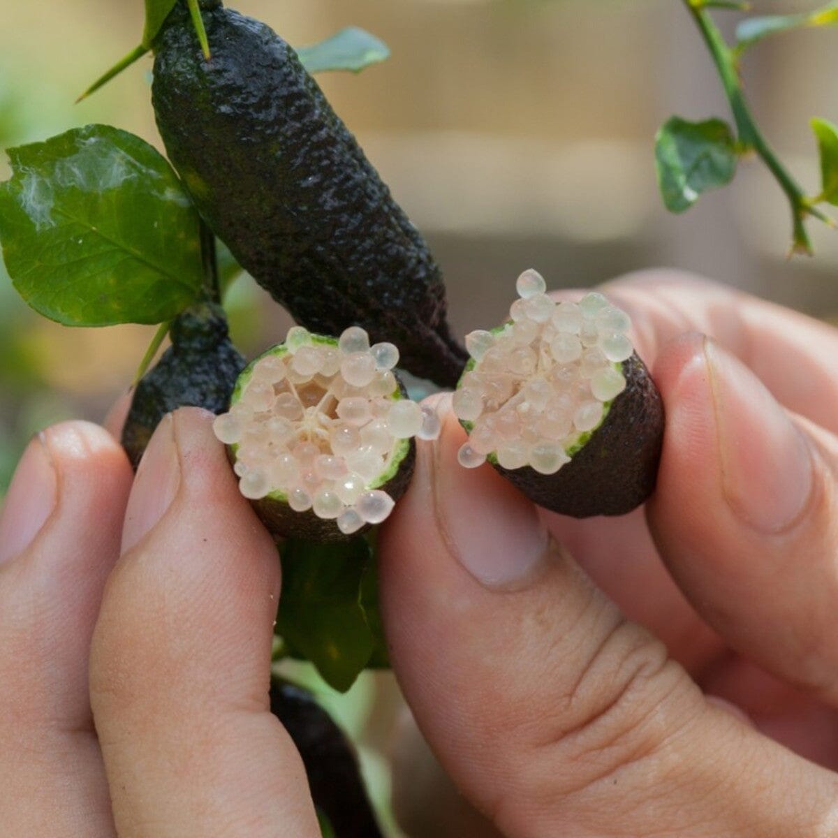 Citrus australasica, Finger Lime Fruit Trees Brookfield Gardens 