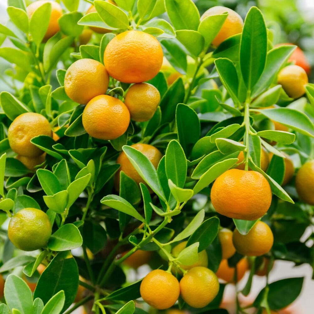 Citrus, Calamondin, Kumquat Fruit Trees Brookfield Gardens 