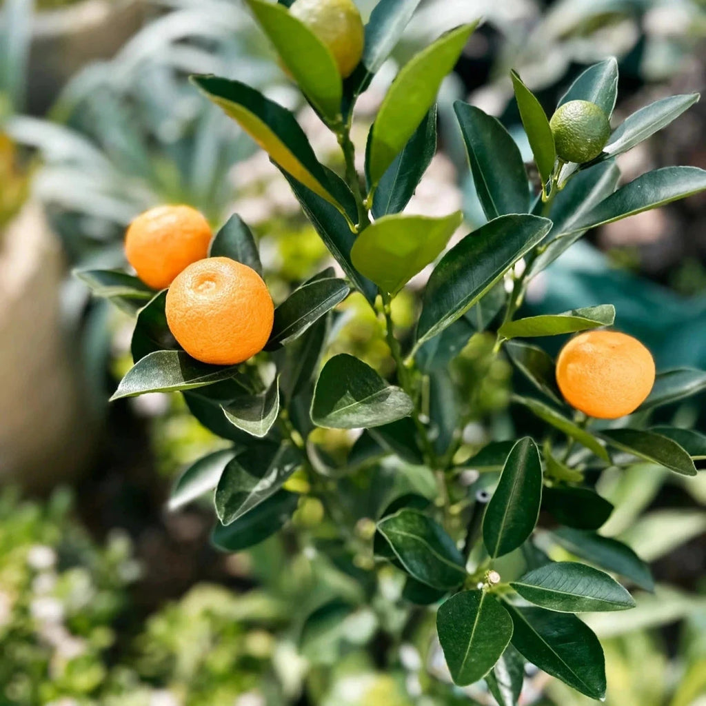 Citrus, Calamondin, Kumquat