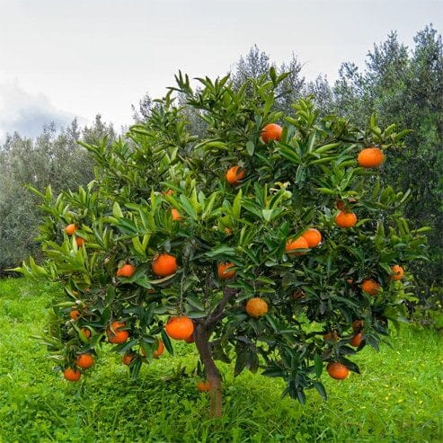 Citrus, Imperial Mandarin Fruit Trees Brookfield Gardens 