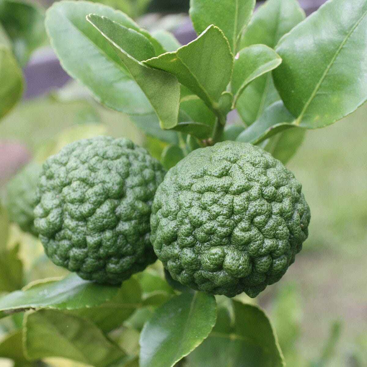 Citrus, Kaffir Lime Fruit Trees Brookfield Gardens 