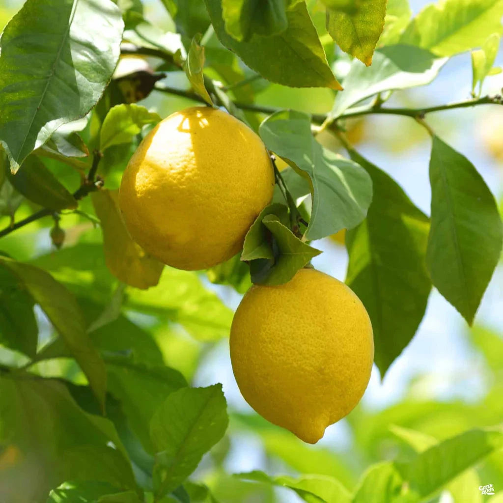 Citrus, Lemon Eureka Fruit Trees Brookfield Gardens 