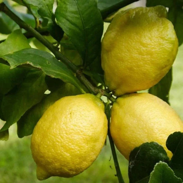 Citrus, Lemon Eureka Fruit Trees Brookfield Gardens 