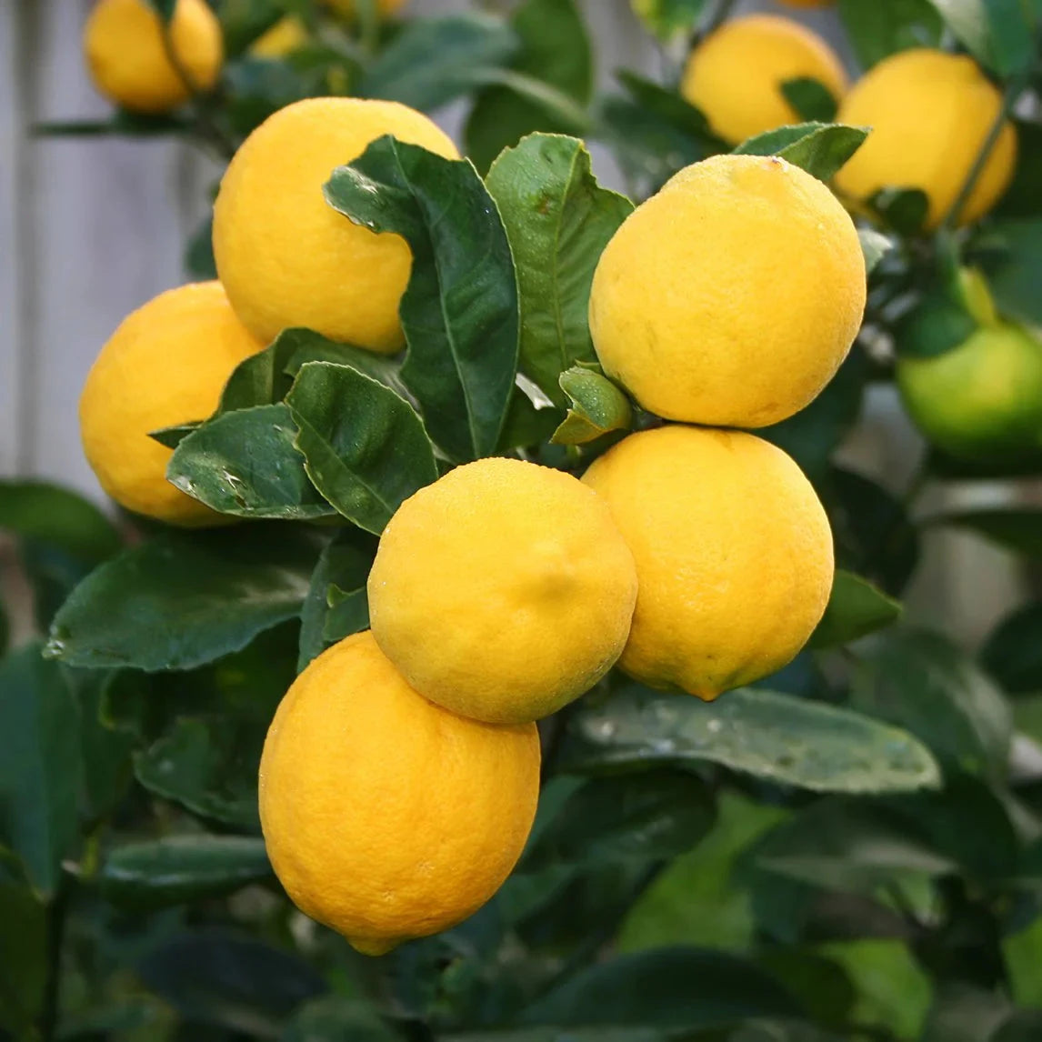 Citrus, Lemon Meyer Fruit Trees Brookfield Gardens 