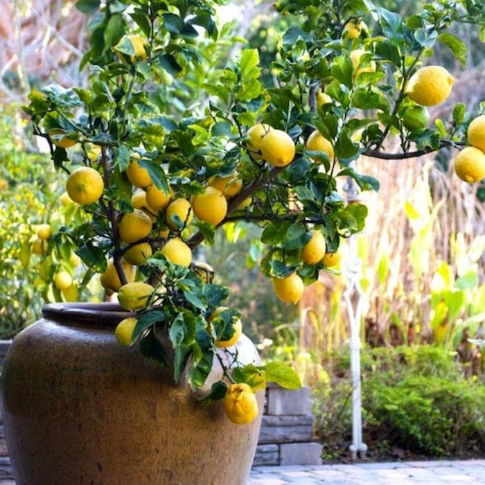 Citrus, Lemon Meyer Fruit Trees Brookfield Gardens 