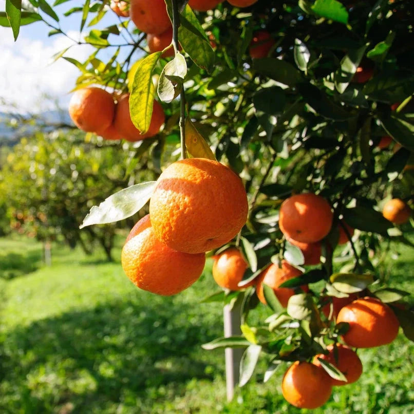 Citrus, Washington Navel Orange Fruit Trees Brookfield Gardens 