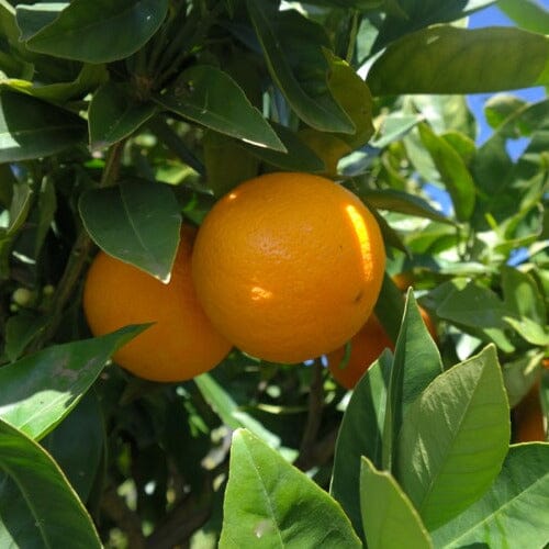 Citrus, Washington Navel Orange Fruit Trees Brookfield Gardens 