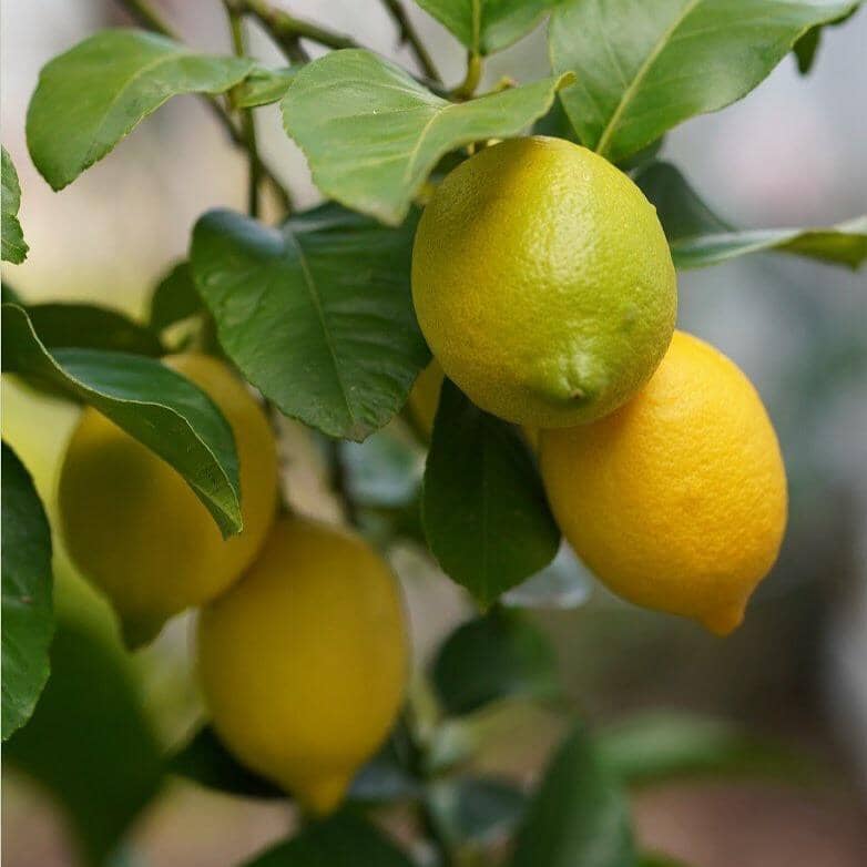 Citrus Workshop *Club Members Only* Workshop Brookfield Gardens 