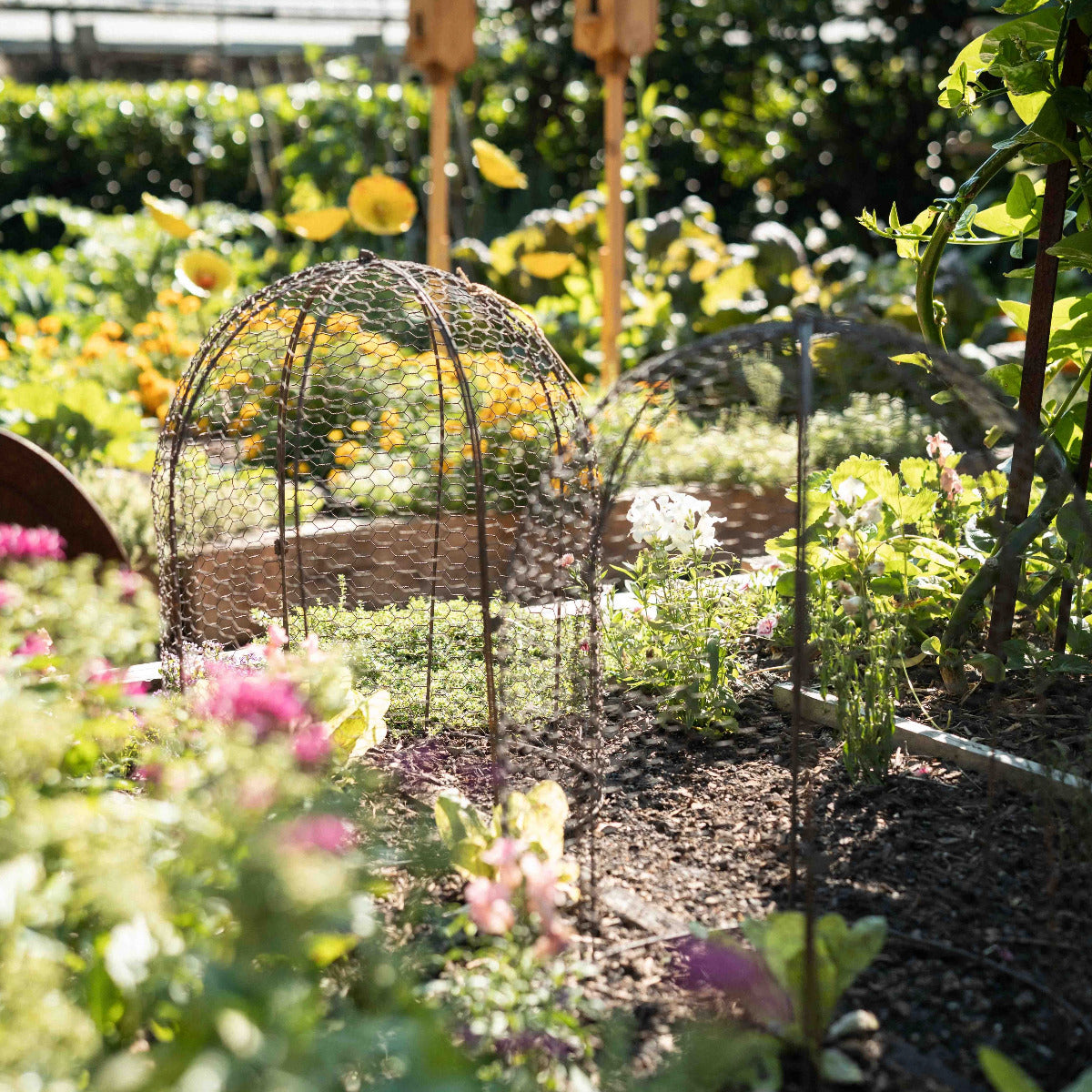 Round garden cloche for protecting vegetables and plants from possums and pests.