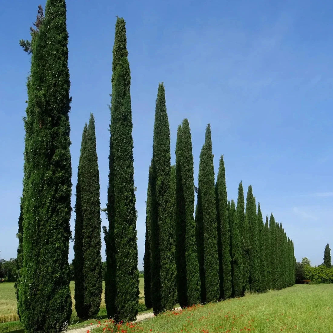 height, structure and evergreen screening in smaller garden spaces Brisbane