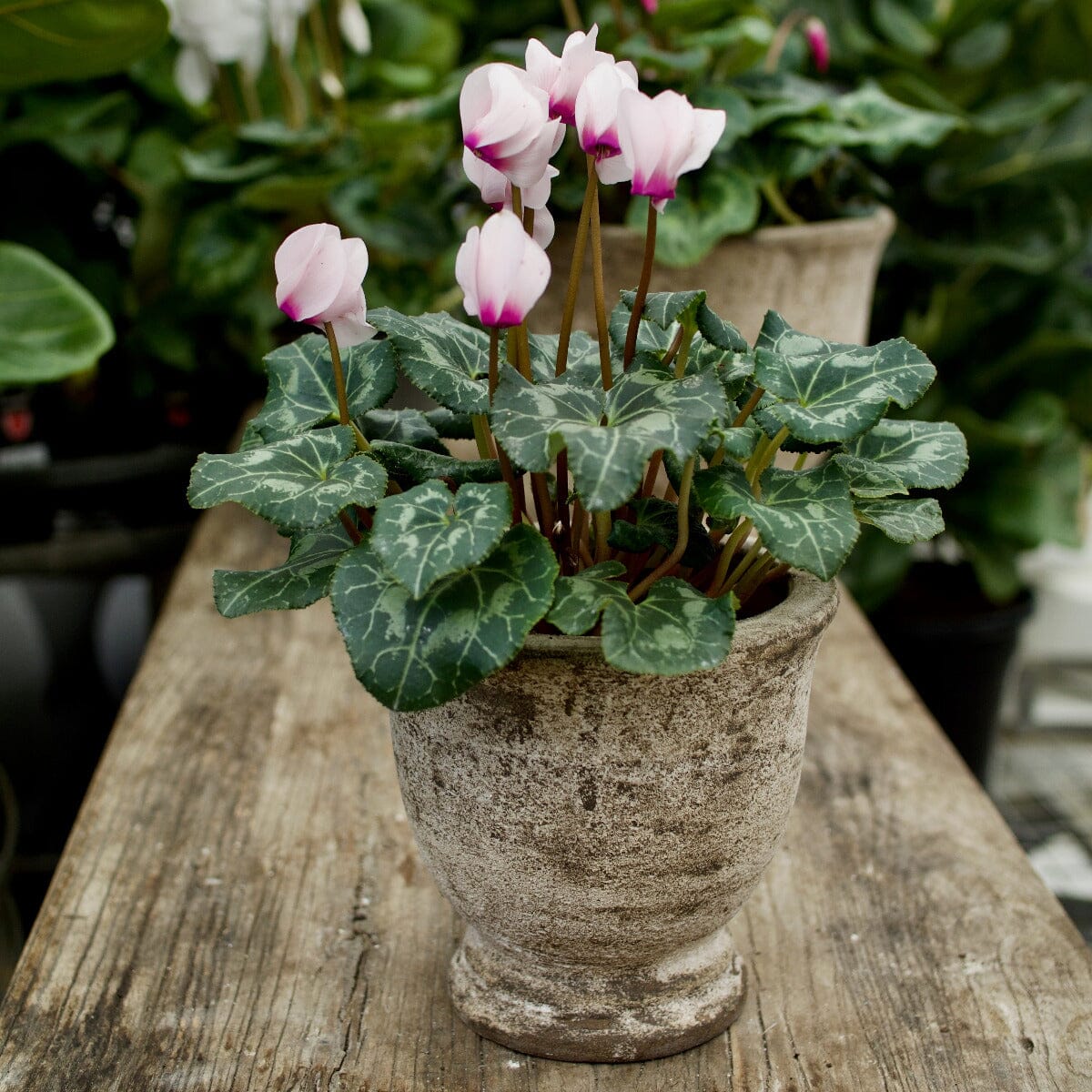 Cyclamen in Rustica Urn Hampers Brookfield Gardens 