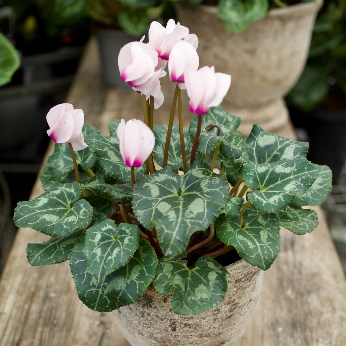 Cyclamen in Rustica Urn Hampers Brookfield Gardens 