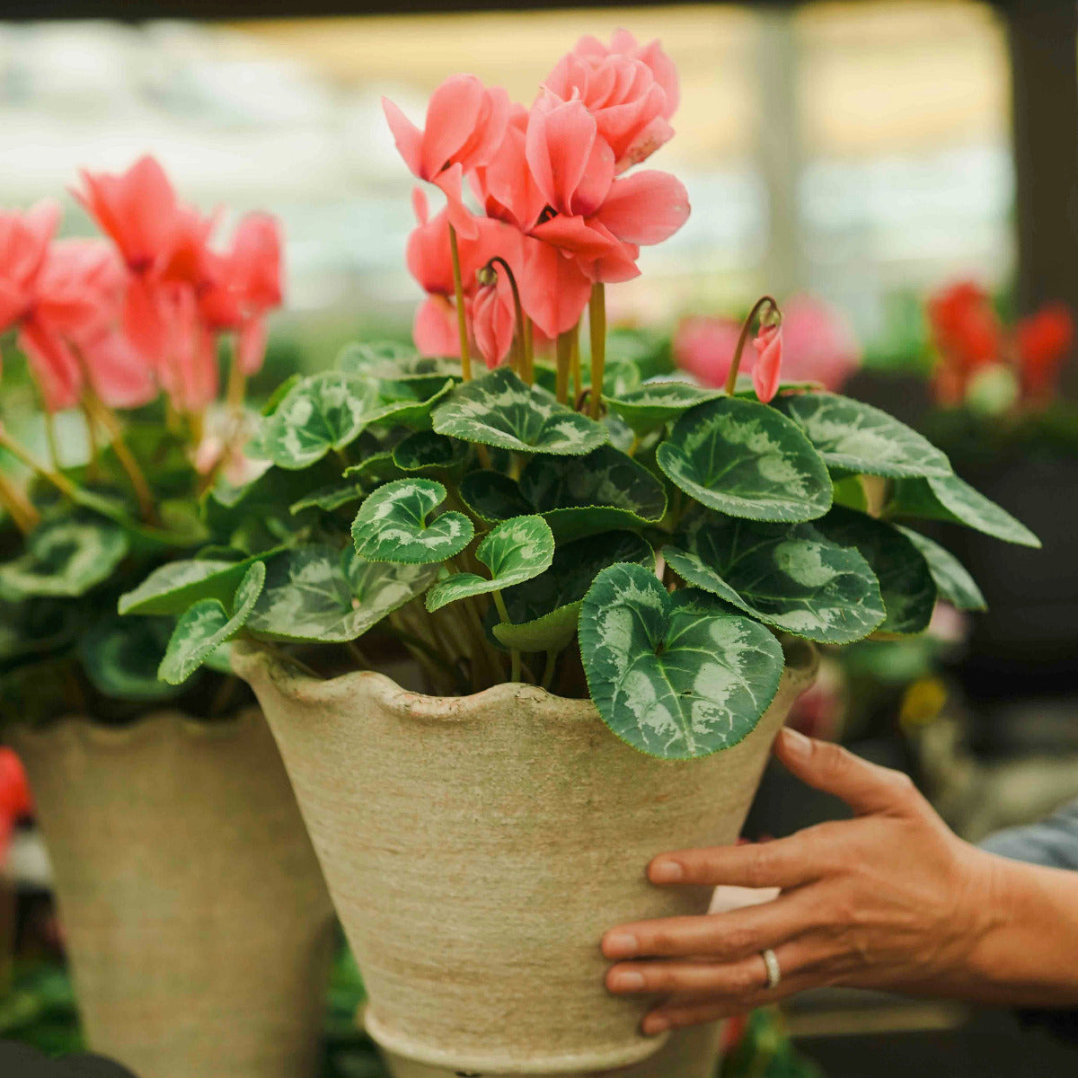 A potted pink cyclamen plant with green variegated leaves in a textured beige pot, held by a person's hand in a greenhouse setting.