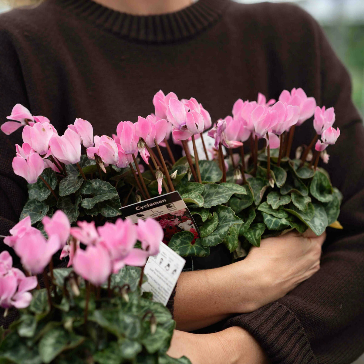 cyclamen indoor plant brisbane