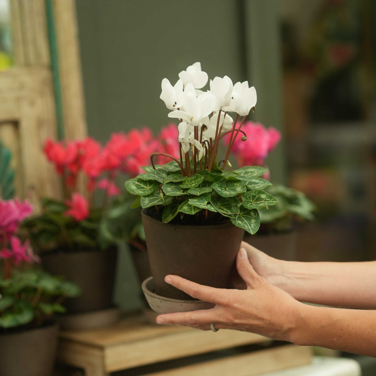 A person's hands holding a potted white cyclamen plant with green leaves in a brown pot, set against a softly blurred background of other potted flowers.