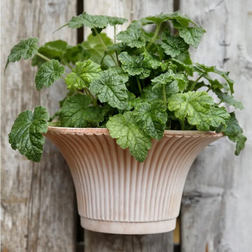 Daisy Rosa Wall Pot Pots - Berg Brookfield Gardens 