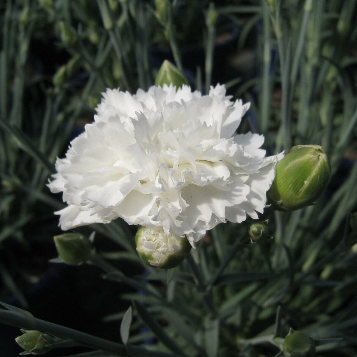 Dianthus 'Memories' Brookfield Gardens 