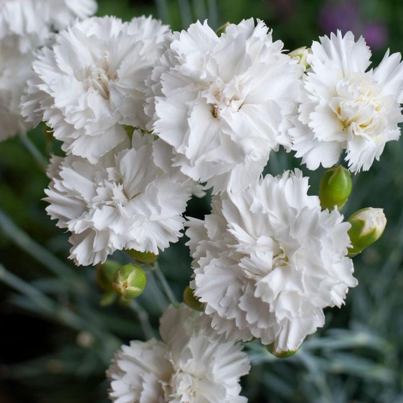 Dianthus 'Memories' Brookfield Gardens 