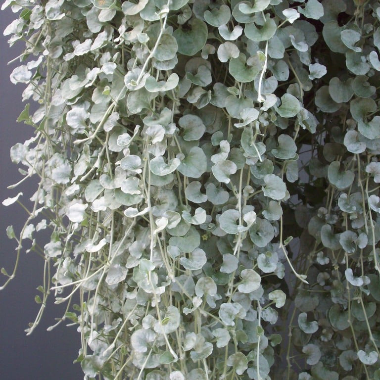 Dichondra argentea, Silver Falls
