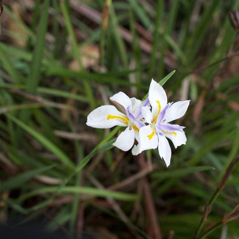 Dietes grandiflora, Wild iris Brookfield Gardens 