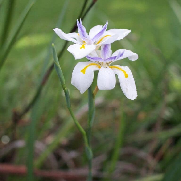 Dietes grandiflora, Wild iris Brookfield Gardens 