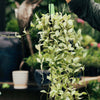 Dischidia ioantha variegata Succulents/Cacti/DryHeat Brookfield Gardens 
