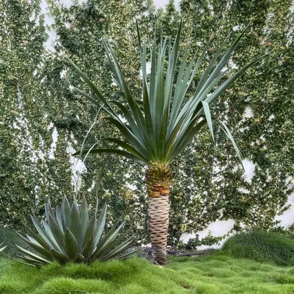 dracaena outdoors australia Dracaena draco, Dragon Tree