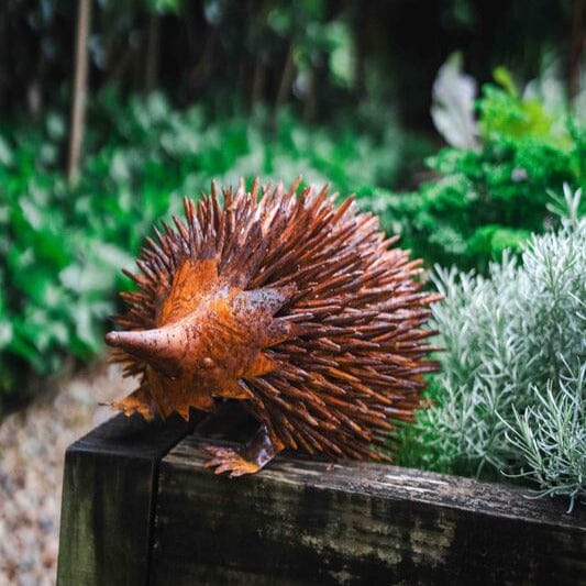 Echidna Rust Garden Art Brookfield Gardens 