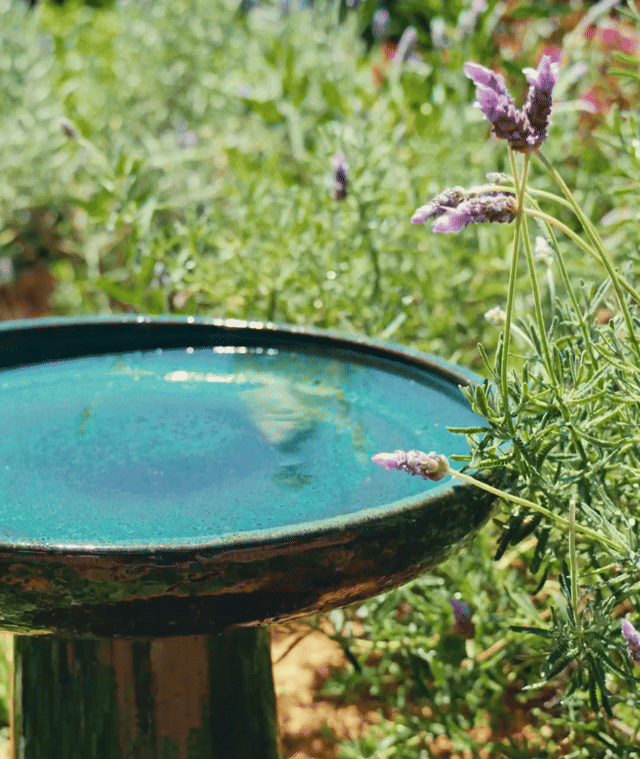 Wren Bird Bath 'Jade Mist'
