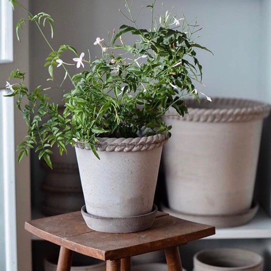 Emilia Grey inc Saucer Pots - Berg Berg 