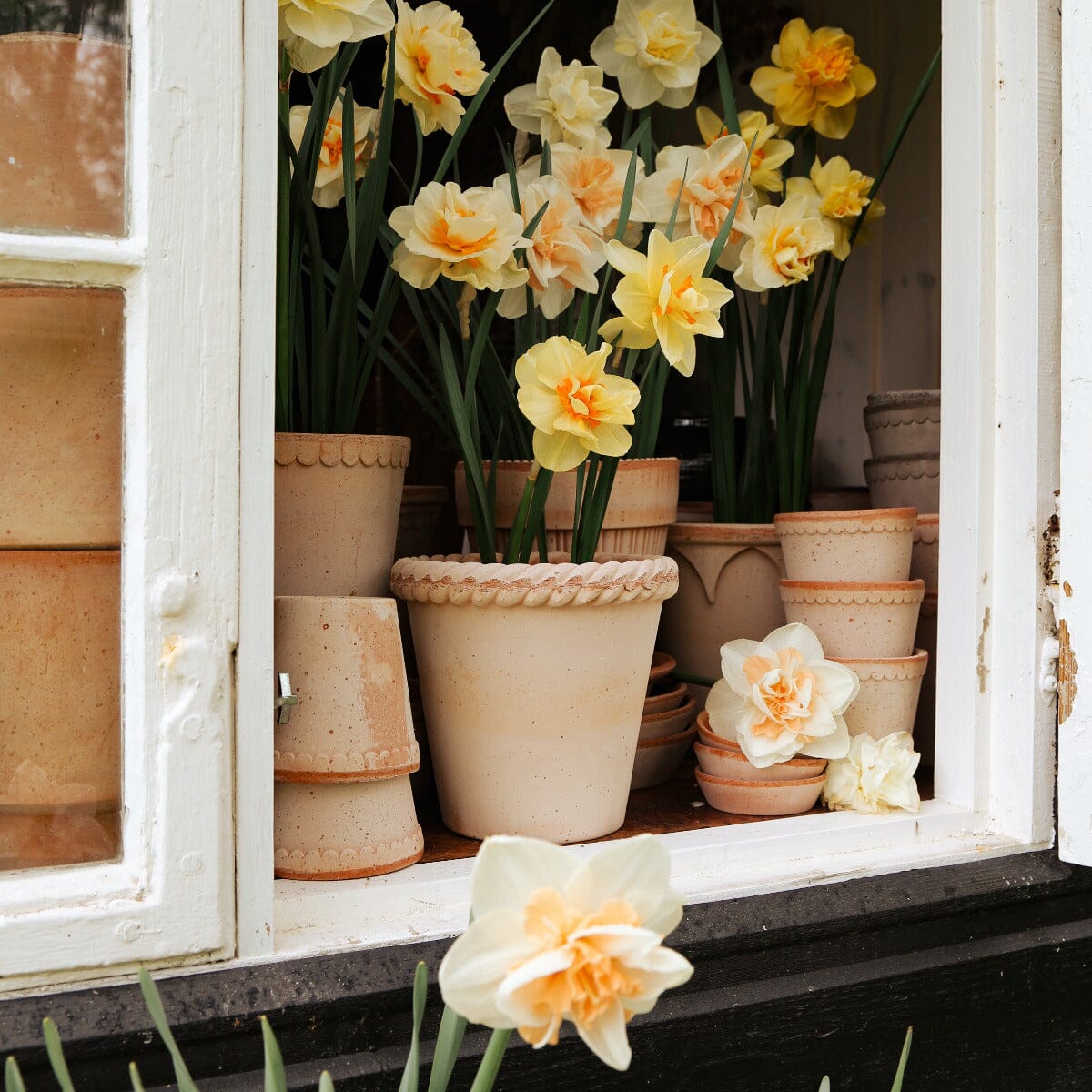 Emilia Rose inc saucer Pots - Berg Berg 