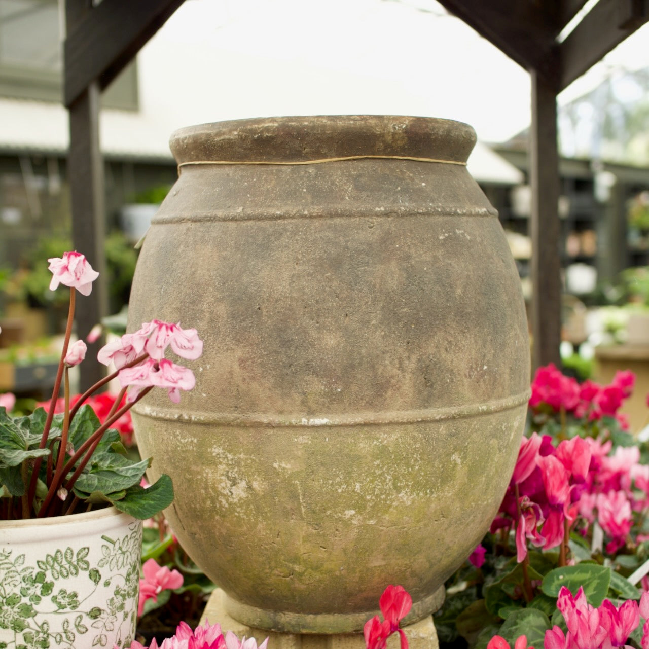 Eros Ring Pot with a weathered antique finish, displayed among flowering cyclamen at Brookfield Gardens, Brisbane.