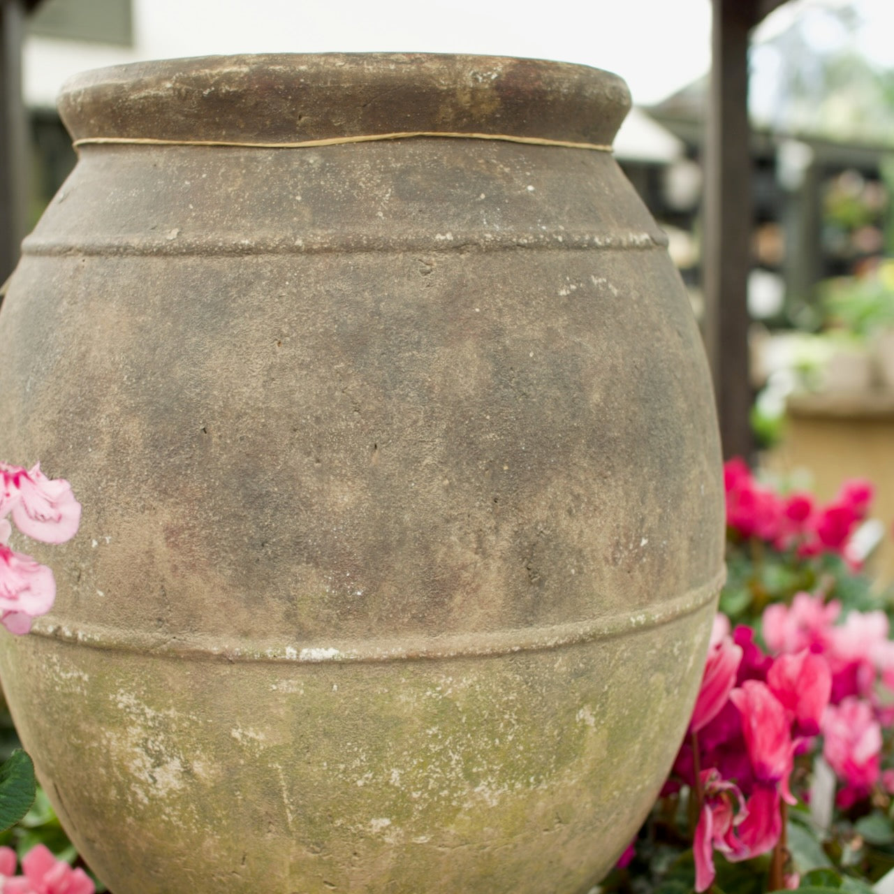 Eros Ring Pot with a weathered antique finish, displayed among flowering cyclamen at Brookfield Gardens, Brisbane.