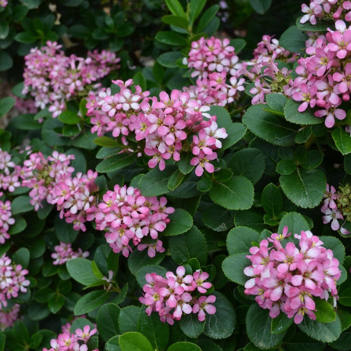 Escallonia Brookfield Gardens 