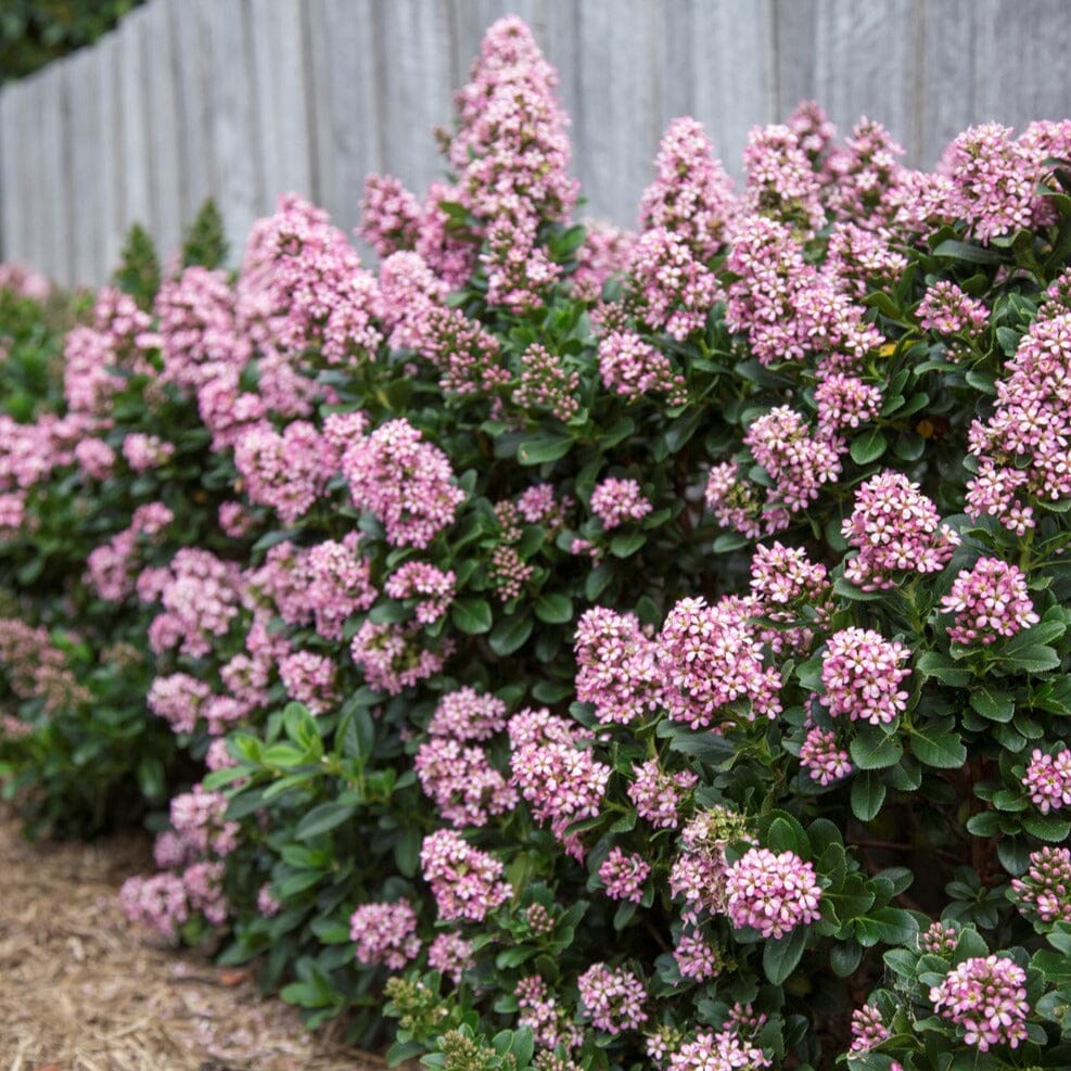 Escallonia Brookfield Gardens 