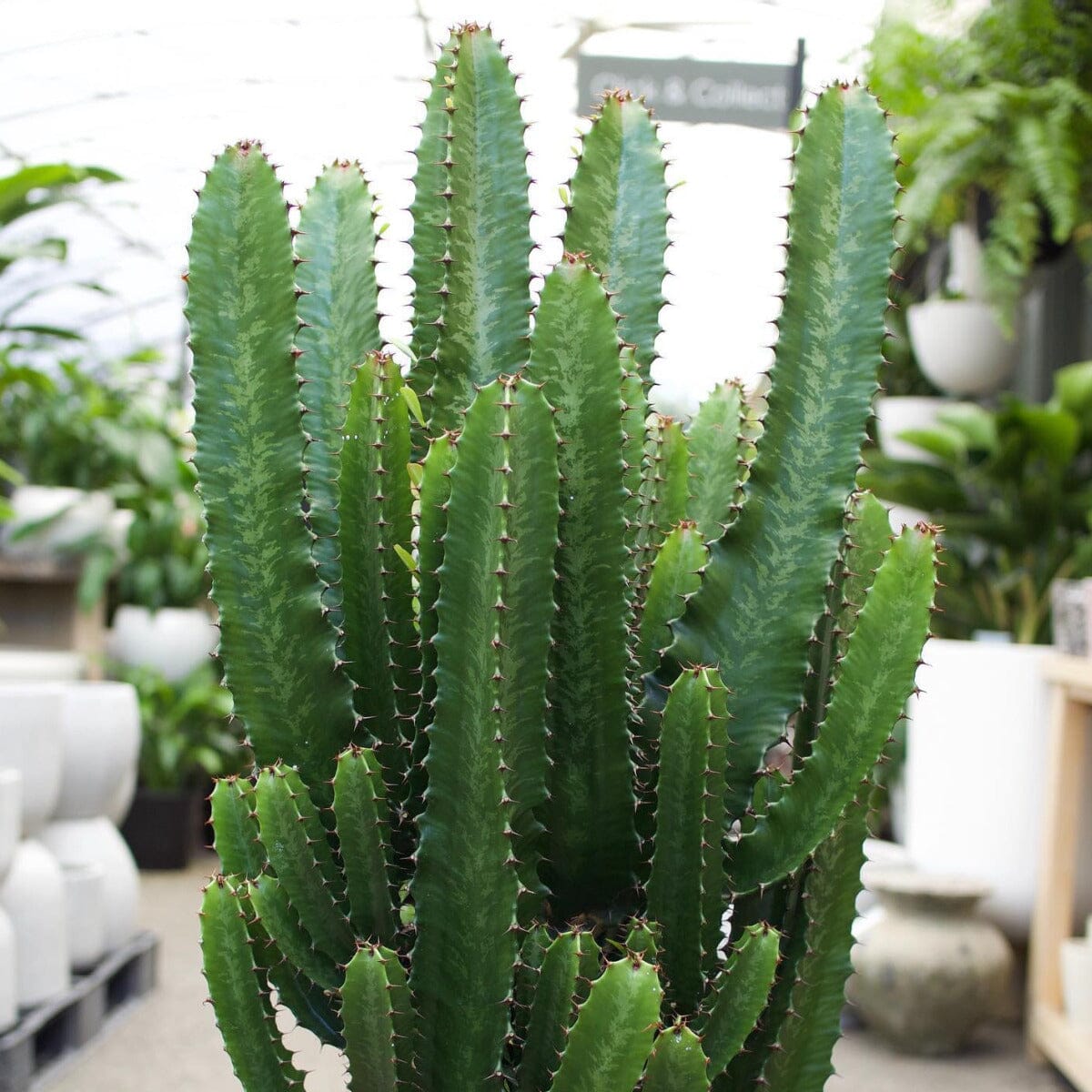 Euphorbia Cowboy Brookfield Gardens 